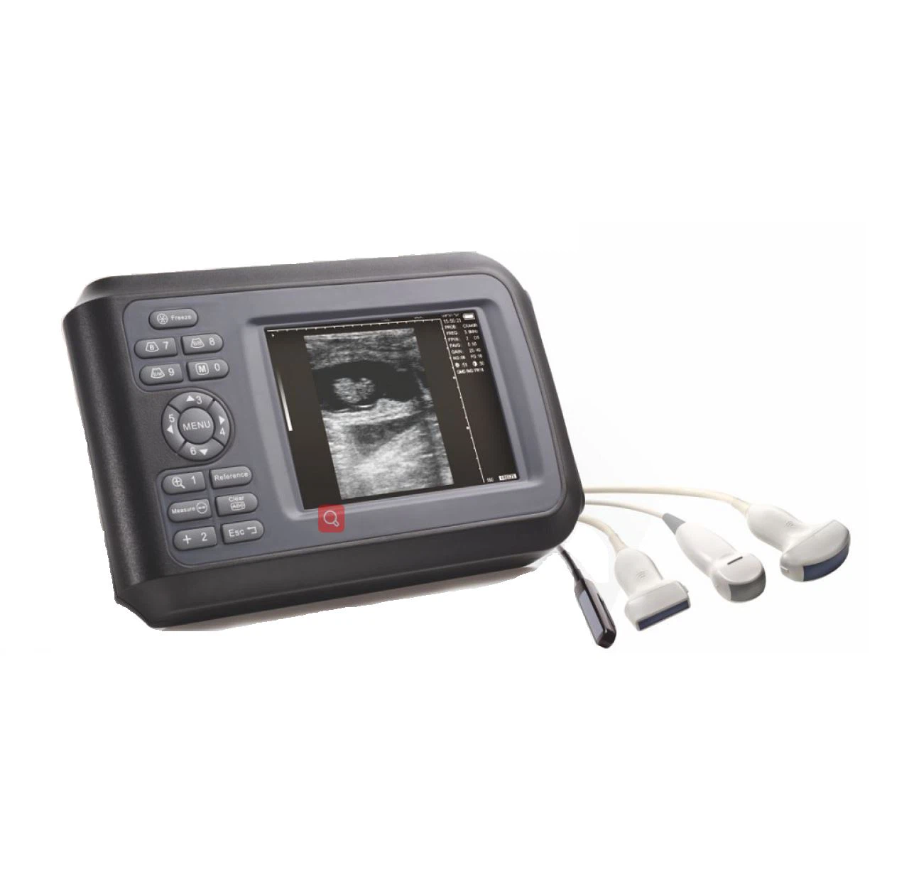 Veterinary Ultrasound