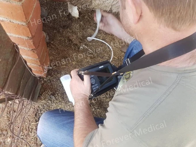 Vet Ultrasound Machine For Sale high quality Vet Ultrasound Machine For Sale high quality